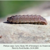 plebeius argus sevastopol larva l4 4